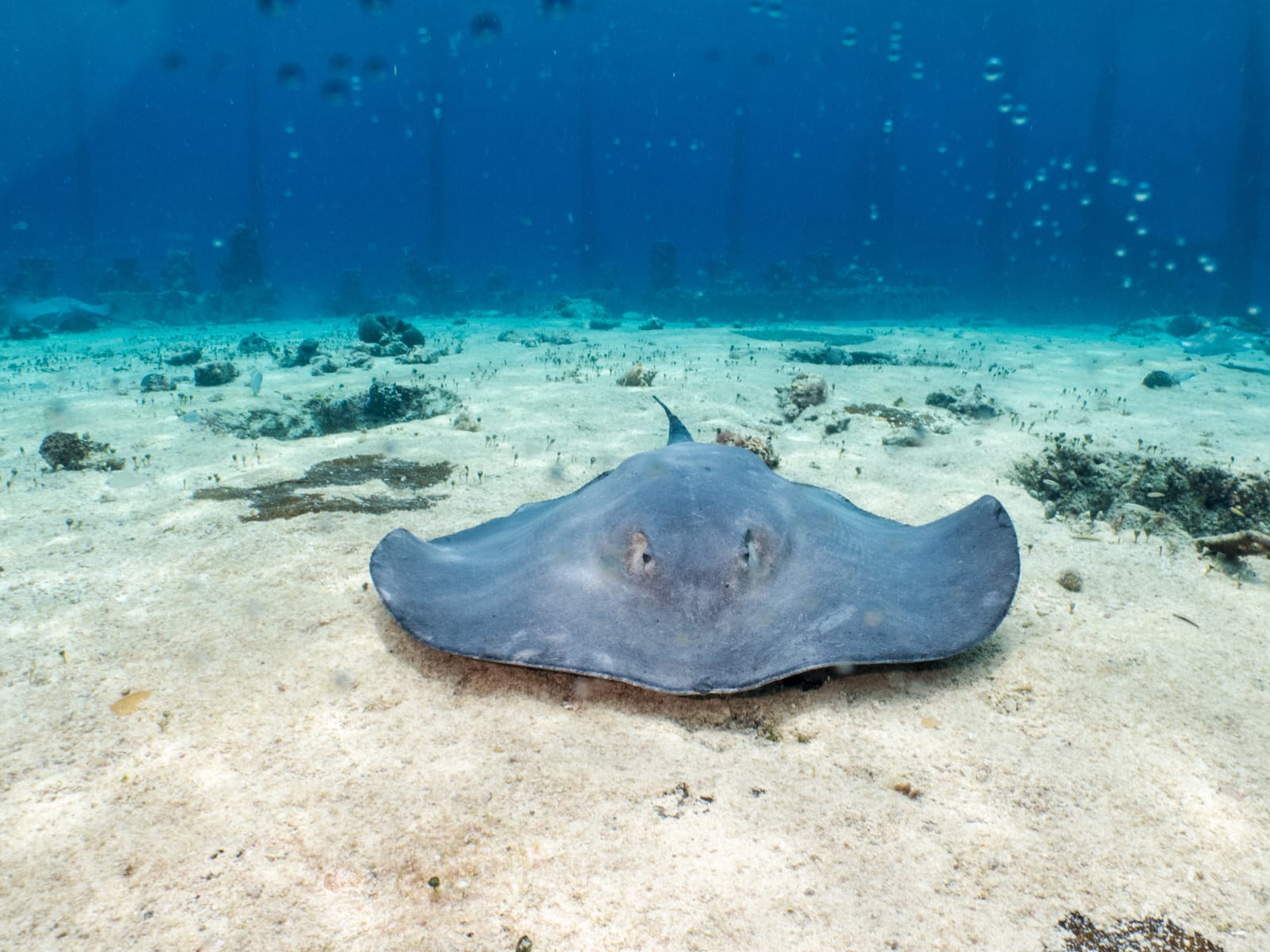 Stingray & Shark Snorkel with Lunch photo 2